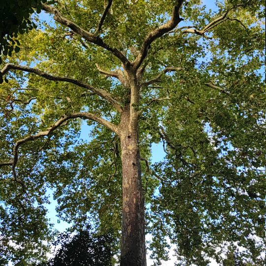 Tree, tourist attraction