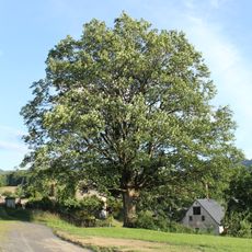 Lužecký klen