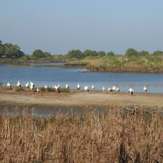 Teich ornithological reserve