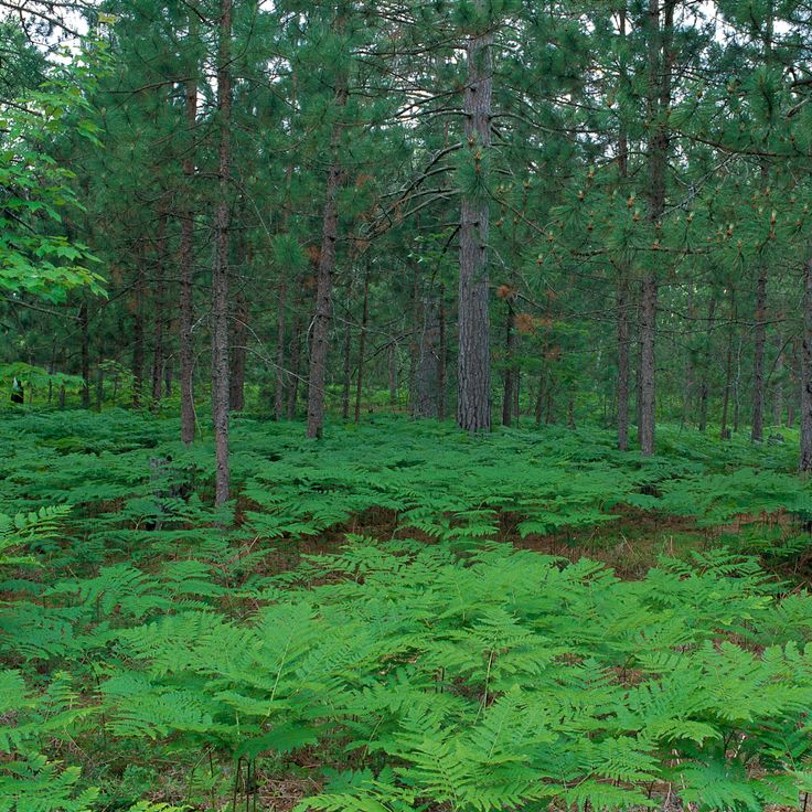 Refuge faunique national de Seney