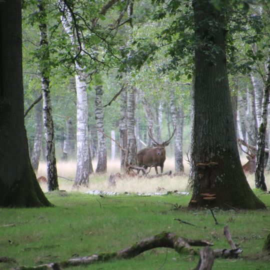 Forêt du Berger