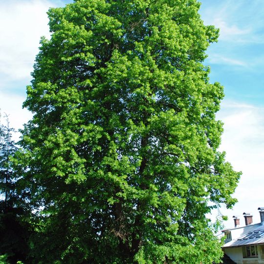 Lípa srdčitá č. 1