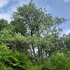 Mehlbeerbaum Reifenbrünnele