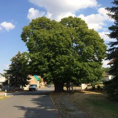 Dorf-Linde Groitzsch (Jesewitz)