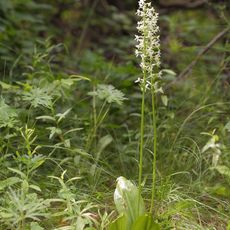 Plot of pine plantations