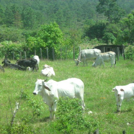 Amatenango del Valle