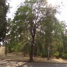 Dřezovec trojtrnný