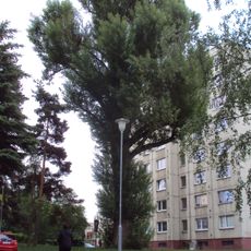 Českolipský topol černý