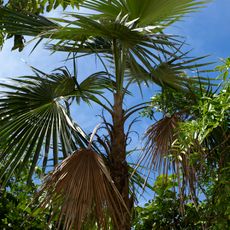Jardín Botánico Nacional de Santo Domingo.