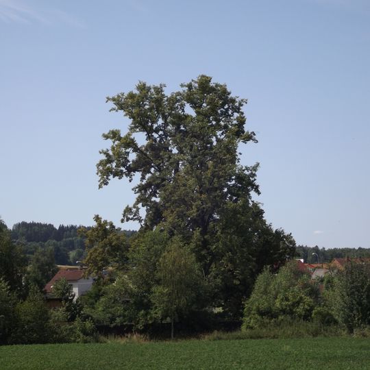 Lípy na pozemku pana Sedláčka v Otíně