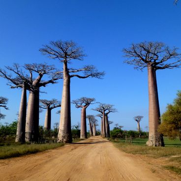 Discover Madagascar: baobabs, stone forests, and nature sanctuaries