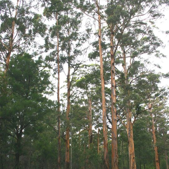Parc national Mount Frankland