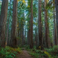 Prairie Creek Redwoods State Park