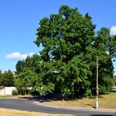 Skupina dubů v ulici U dubu