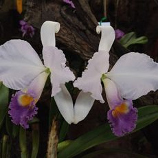 Orquideorama