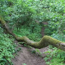 Falkenberg und Geißberg bei Flörsheim