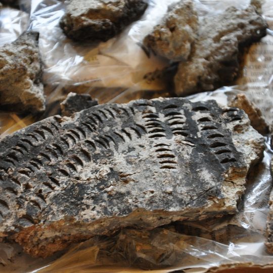 Scheller, neolithische Seeufersiedlung, Patenstation der Horgener-Kultur