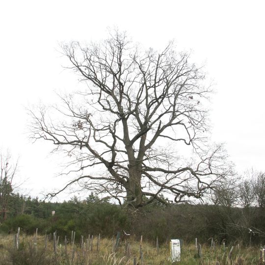 Oak near Ptáčov