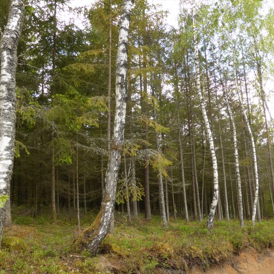 Birkenbruchwald Oed und Erlenwälder bei Arnbruck und Hötzelsried
