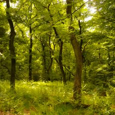 Gevelsberger Stadtwald