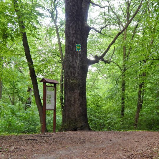 Oak of Petro Mohyla in Holosiiv Park