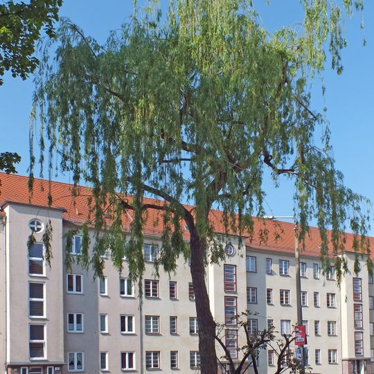 Salix alba L. „Tristis“, Triftweg Leipzig