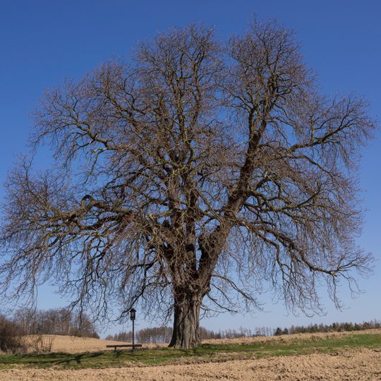Odlochovický kaštan