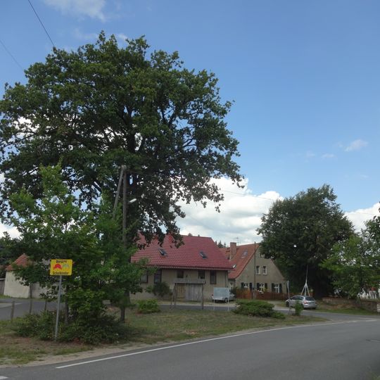 Naturdenkmal Bismarck-Eiche W Kirchhof; Flur 4, Flurstück 11 in Merzdorf