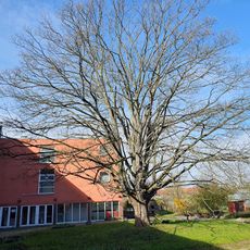 Acer pseudoplatanus in Geithainer Straße 7, Leipzig