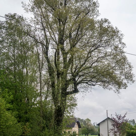 Weide beim Redlbach in Dorf