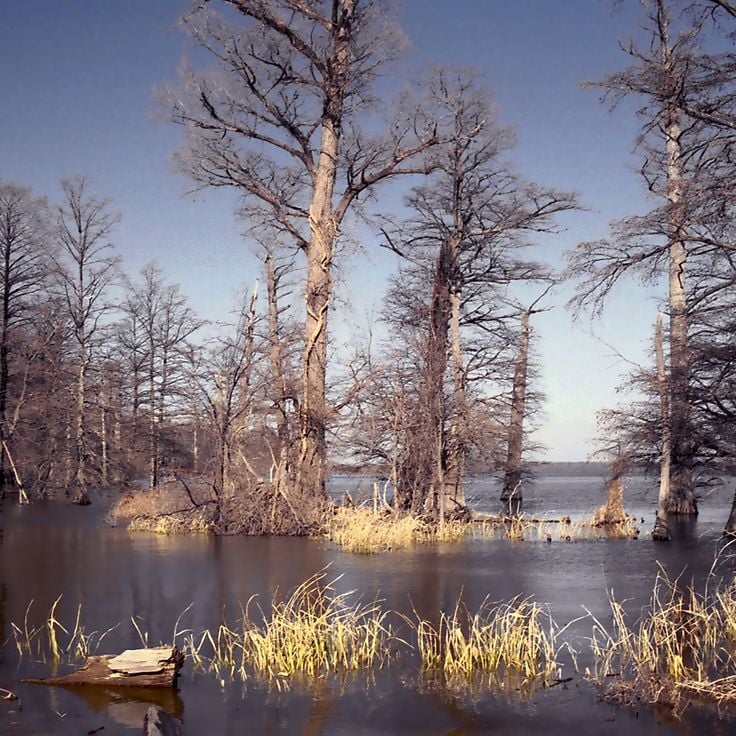 Parco Statale di Reelfoot Lake