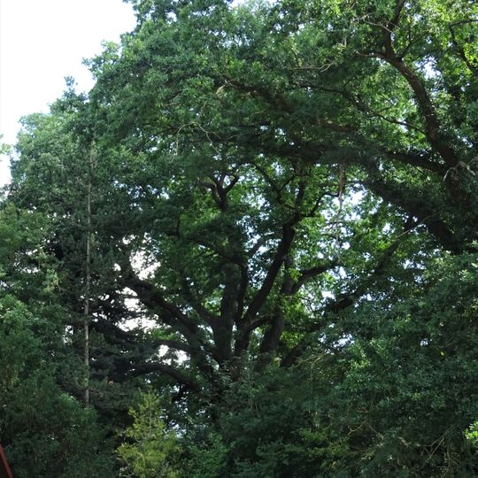 Eiche in Frielendorf