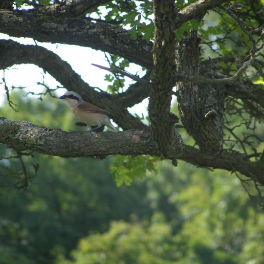Zghurivka Dendrological Park