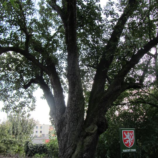 Hrušeň obecná nad ulicí Zdíkovská