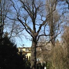 Dąb szypułkowy Zakopiańska 28