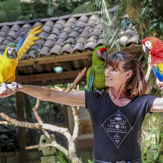 Macaw mountain bird park
