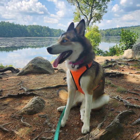 Browning Mill Pond Area Beach