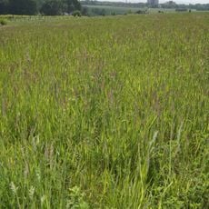 LSG Johannisbach-Unterseebereich