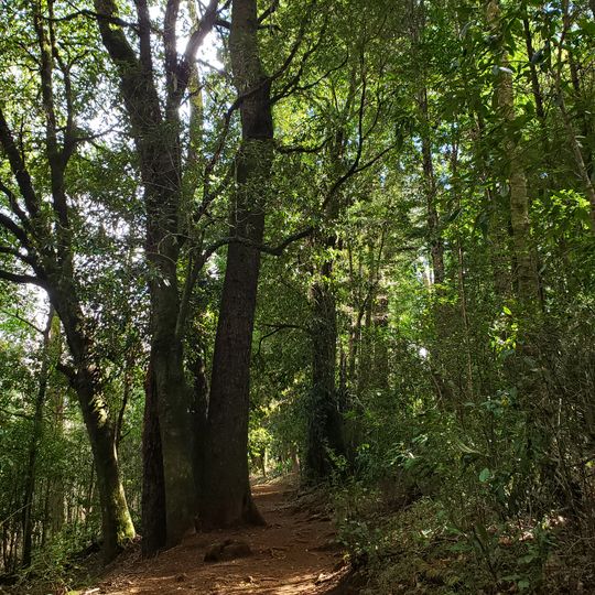 Arboretum de la Universidad Austral de Chile