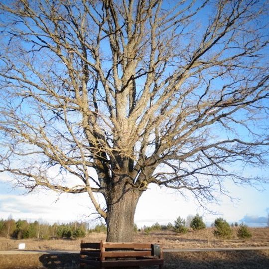 Kloviškių ąžuolas