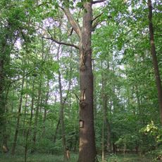 Dub u cyklostezky keTřem mostům (III.)