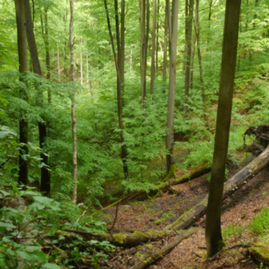Naturwald Knetzberge-Böhlgrund