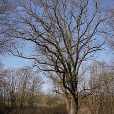 Dub u Blevického rybníka