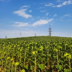 Tumuli - 2 - Chișinău, Biocentrul Academiei de Științe a Moldovei