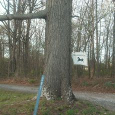 Woodside