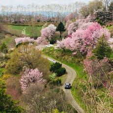 FLOWER PARADISE