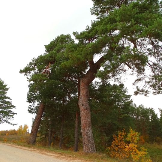 Paveisiejai pine