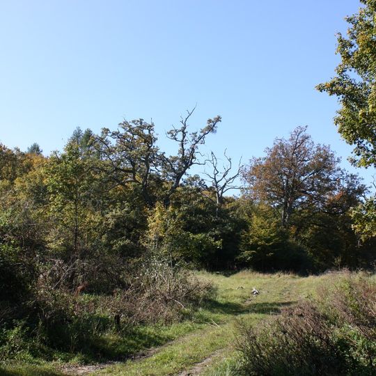 Okšov oaks