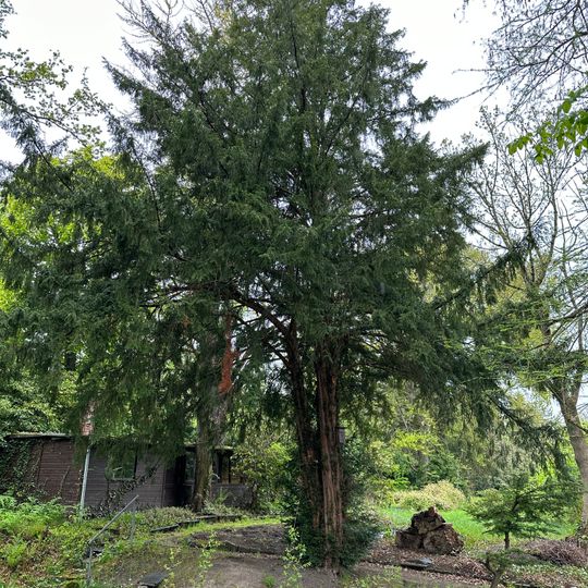 2 Eiben Botanischer Garten