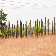 Hoferkopf mit Villinger Park